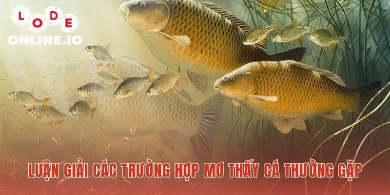 Mơ thấy cá hé lộ thông điệp qua từng chi tiết trong giấc mơ