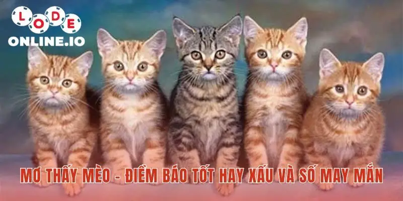 Mơ thấy mèo hé lộ điềm báo lành dữ tùy hoàn cảnh