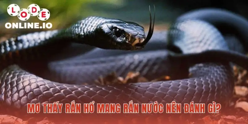 Nếu mơ thấy rắn thì nên đánh số nào