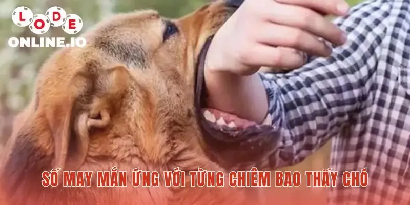 Mơ thấy chó giải mã chi tiết qua hành động và màu sắc